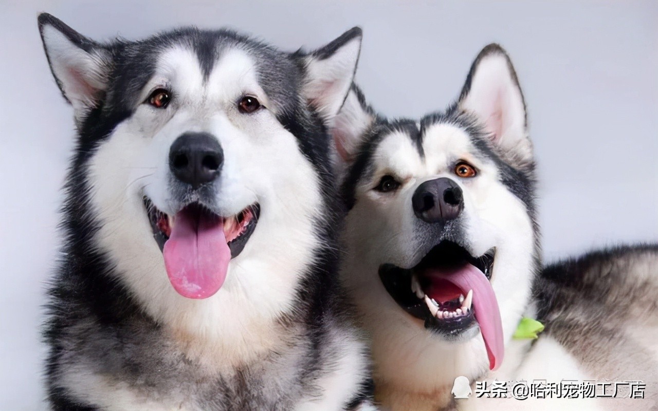 体型大小不同拉拉和二哈从体型上区分适合对成年犬区分,阿拉斯加属于