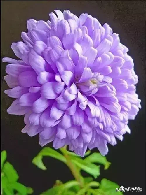 万花凋谢，秋菊傲霜（太美了！）