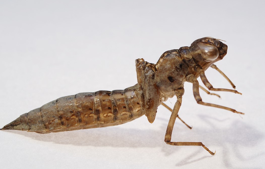 2,水生昆虫类敌害:主要包括蜻蜓幼虫,水娘华,龙虱及其幼虫,水螳螂等.