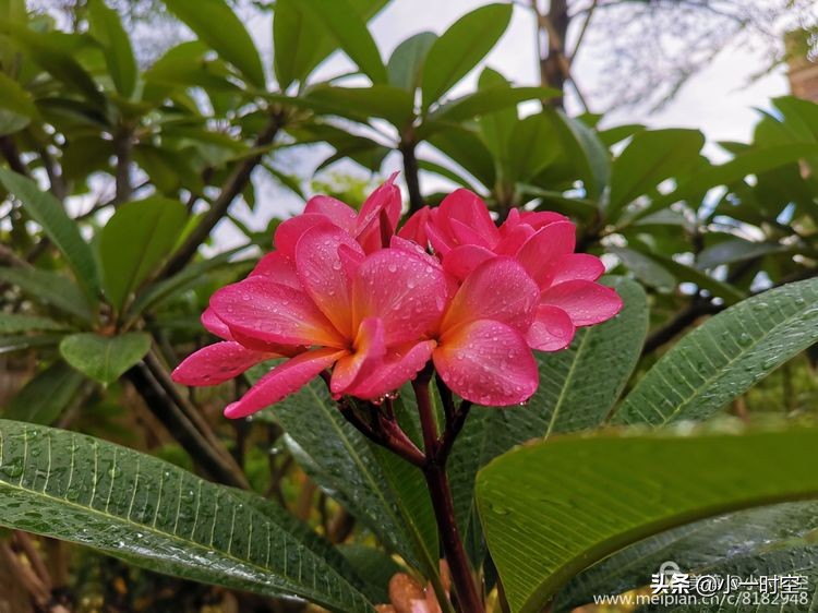 诗情花意：初秋雨晴花意浓