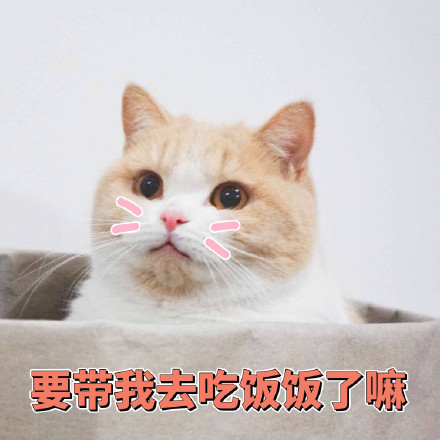 猫咪表情包：你不对劲，小老弟