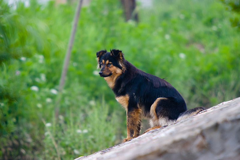 老人常说"燕知寒门,狗知新婿",农村土狗这么有灵性吗?
