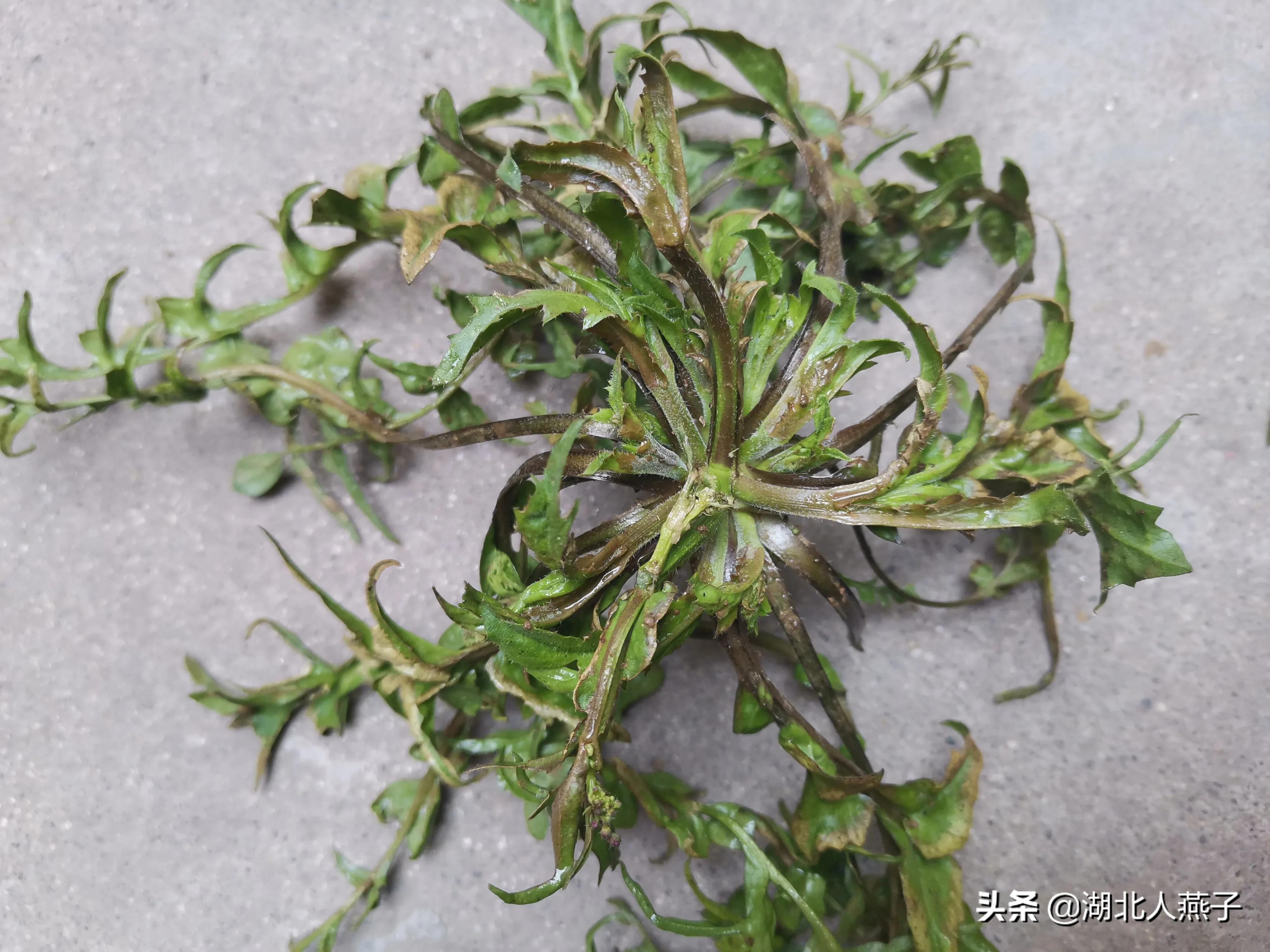 开春挖荠菜,送你荠菜大图片,教你快速识别真荠菜!