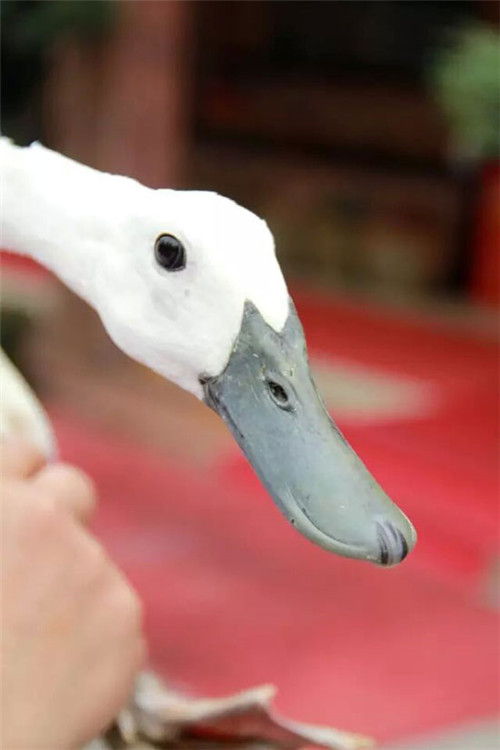 (附:4款白鹭鸭菜品)