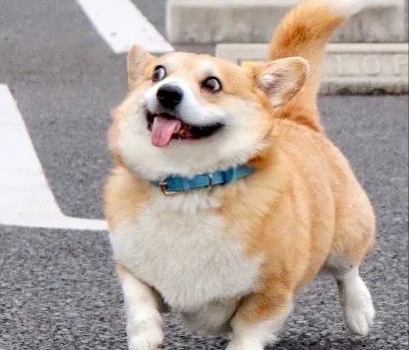 小短腿是柯基独特的标志,搞笑的是这腿的长度定格在小时候,随着长大