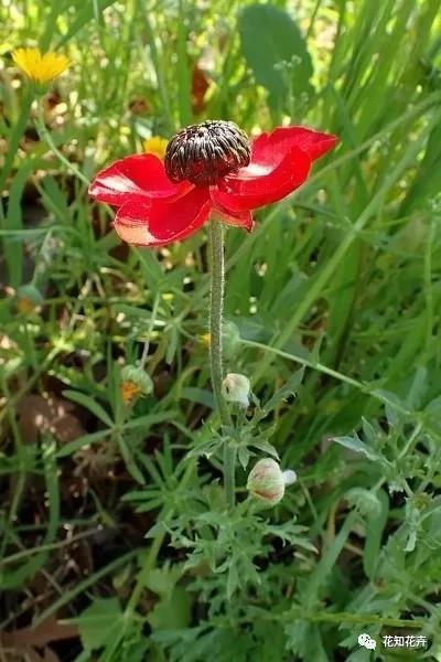 叫我“洋牡丹”？切，牡丹哪有我的花期长？
