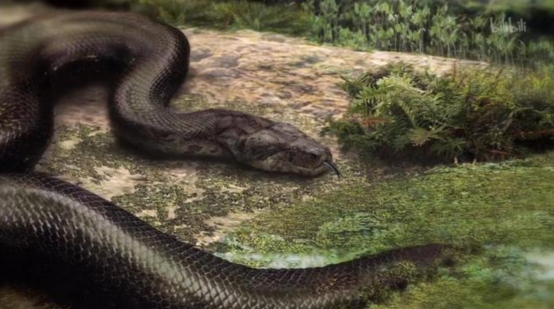 世界最大的蟒蛇,世界最大的蟒蛇有多长,多重?
