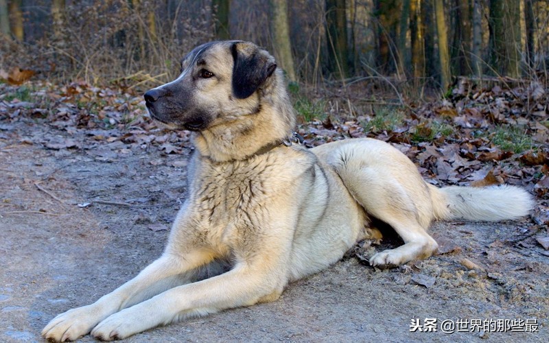 两种素有“国宝”之称的猛犬，不仅体型最大，实力更是犬中前三