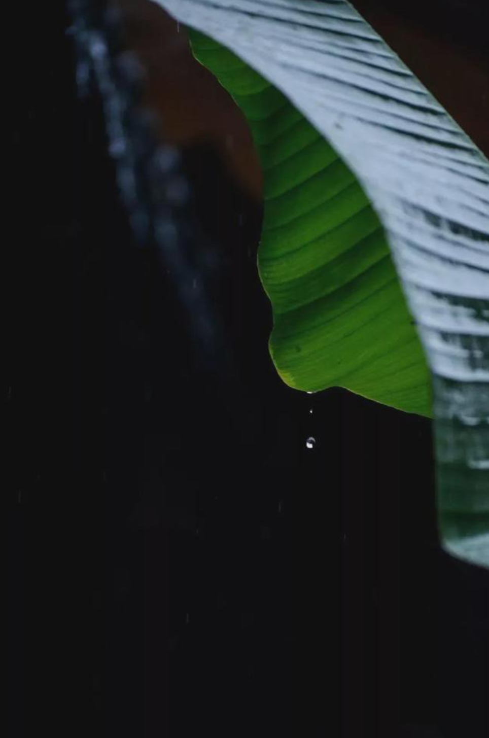 「诗词鉴赏」雨打芭蕉夏日长，在古诗词里品芭蕉，别有风味