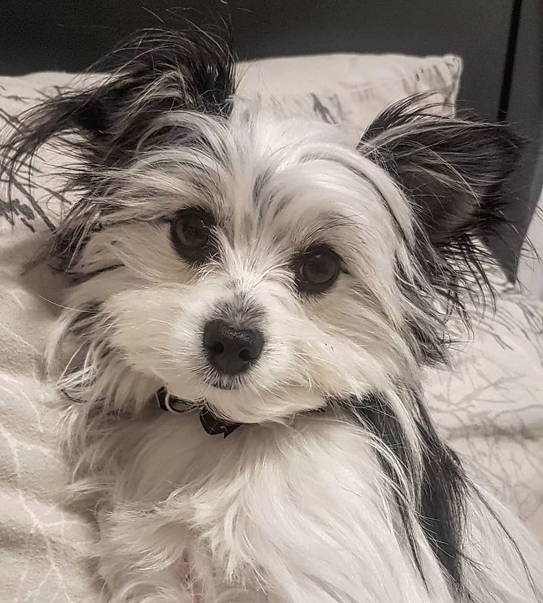 狗狗犯错不敢面对麻麻,一转身全网萌翻:它是巧克力麻薯味儿的