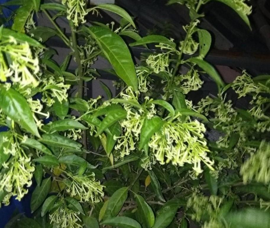 夜來香什么季節開花,夜來香什么季節開花開多長時間