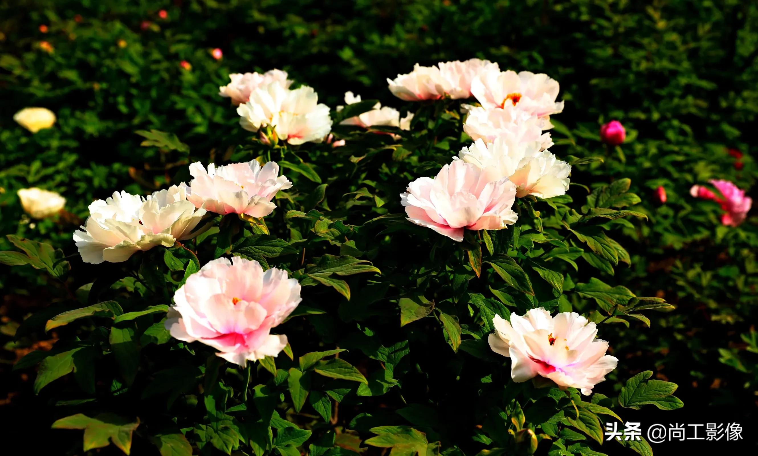 描述牡丹的唯美句子_晶羽文学网