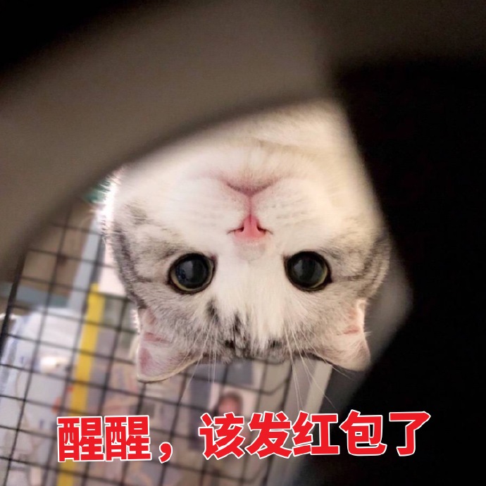 猫咪拜年表情包：恭喜发财，红包拿来