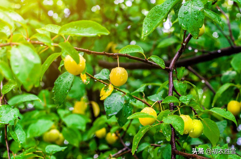 赏读陆游两首仲夏诗：芙蓉虽瘦亦弥漫，照眼翠盖遮红妆