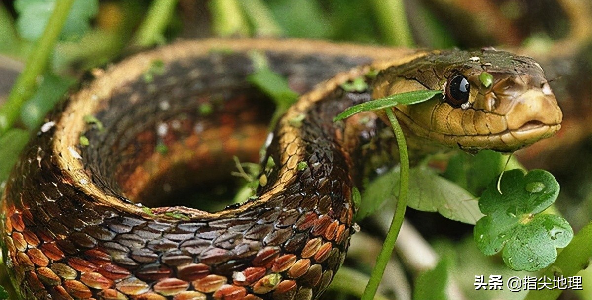 蛇为什么要在冬天的时候冬眠,冬眠的蛇会被其他动物吃掉吗?