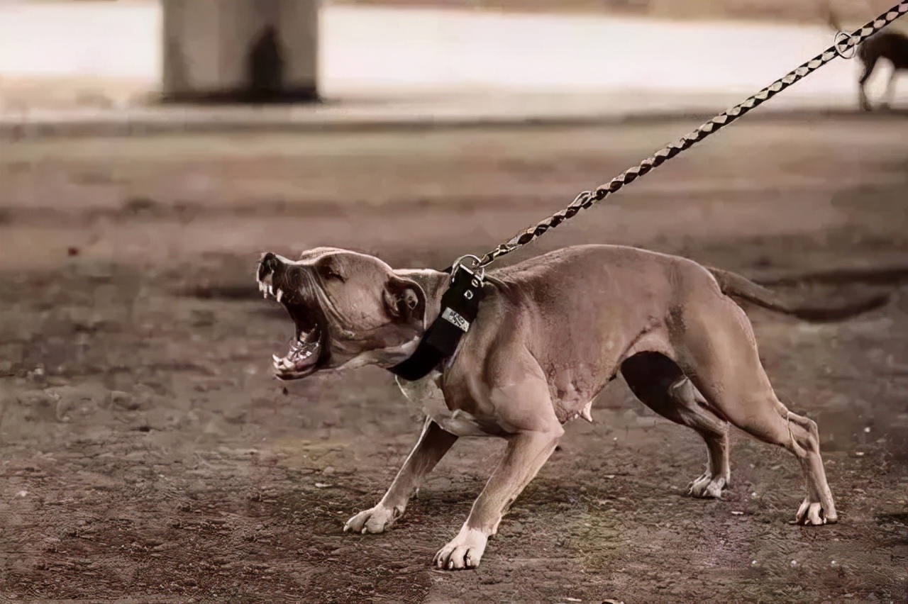 世界猛犬排行榜，胆子不肥不要养