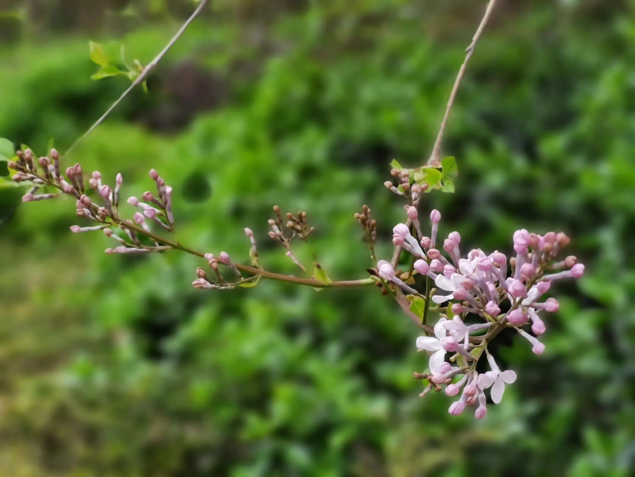 远看迎春花图片