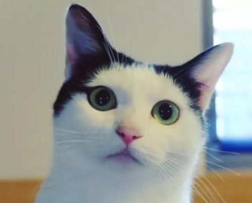 有刘海的猫咪,也太太太卡哇伊了吧!这发型完全是猫届的时髦精嘛