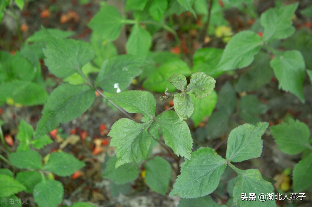 农村能吃的野菜100种大全(教你认识100种野菜和吃法)