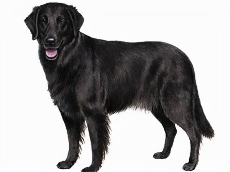 世界犬种智商排名榜前 30 名的聪明狗狗