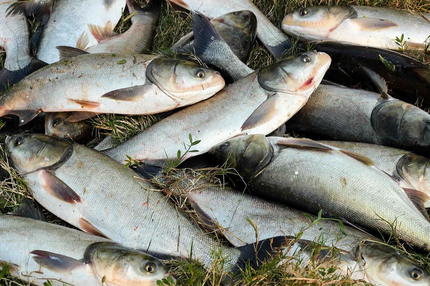 鲢鳙鱼开口吃饵的最适宜温度是25~32摄氏度,如果