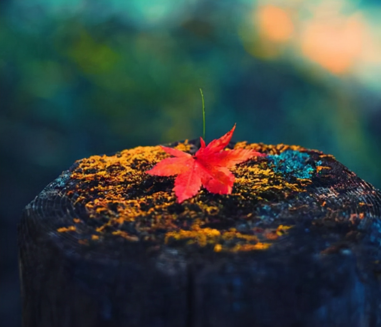 赏读：一程山水一年华，一路风雨度人生