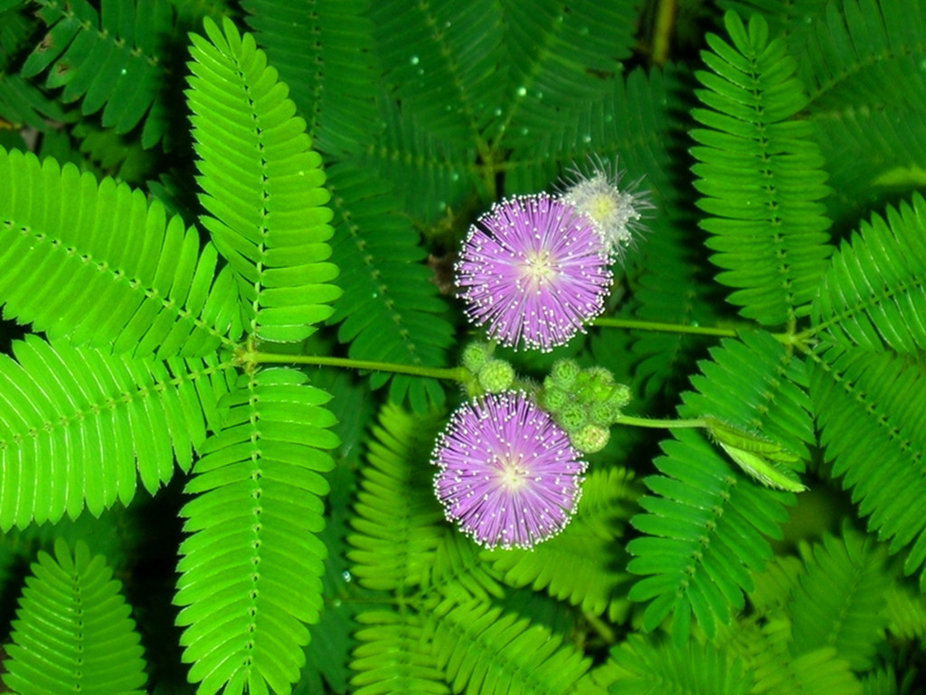 含羞草冬天不再"害羞"是病吗?其实不是,请给它一点温暖就好