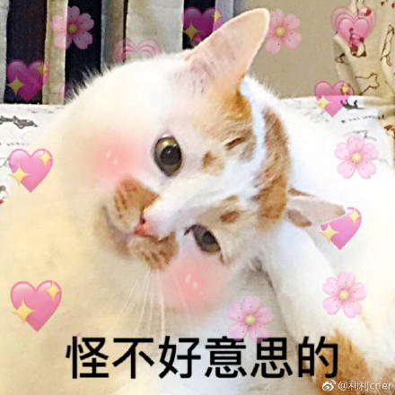 猫咪表情包：骗你是小猫