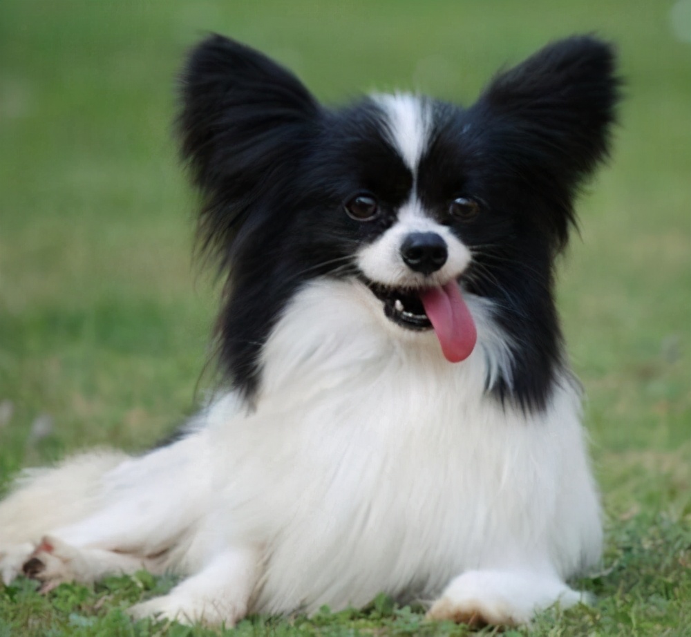 对主人很"忠诚"的7种小型犬,饲养过的人都说很值得