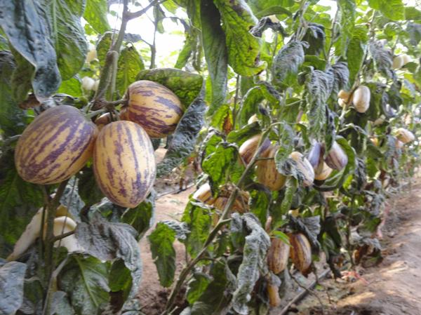 泰国的"人参果树",果实长得像美女,被当地人用来辟邪