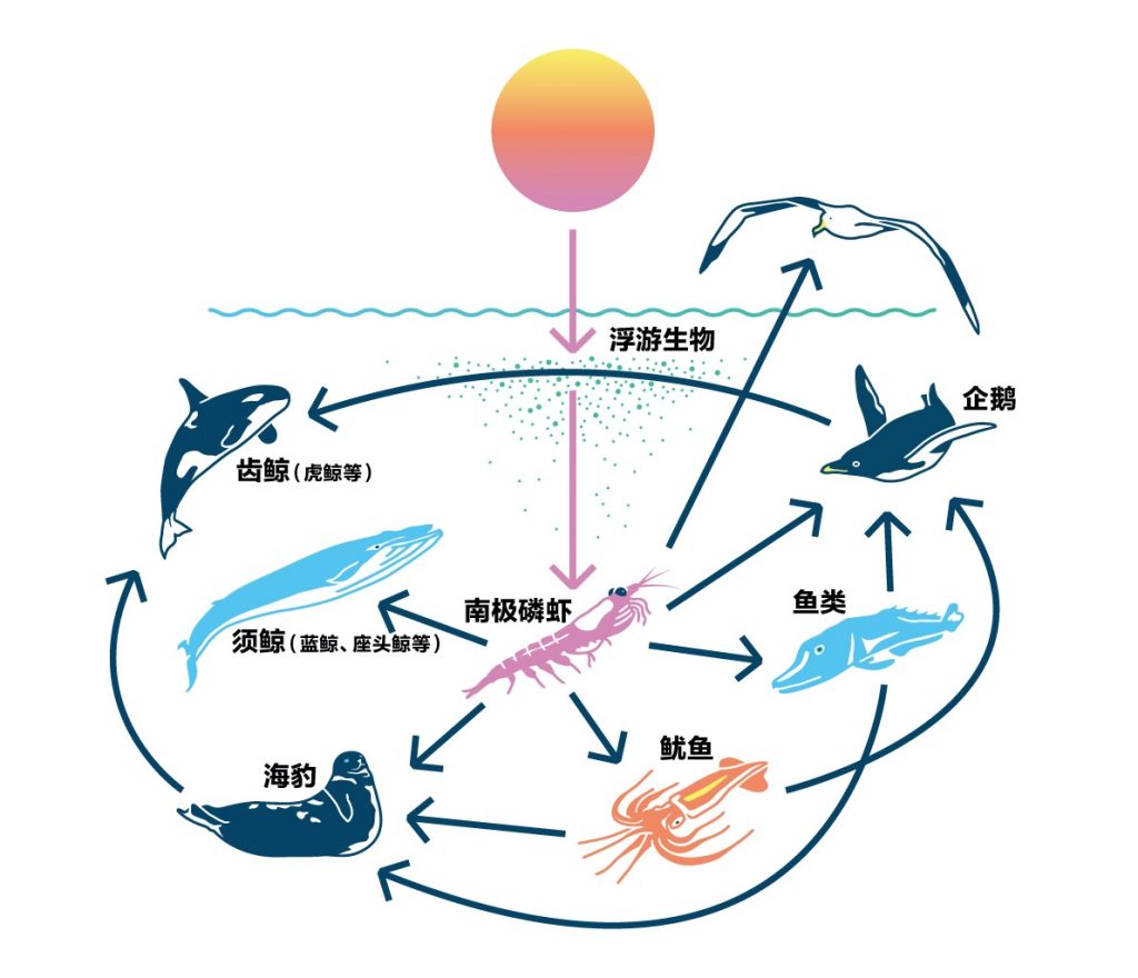 南极磷虾：5亿吨的“海上金矿”，中国将是最大“黑马”？