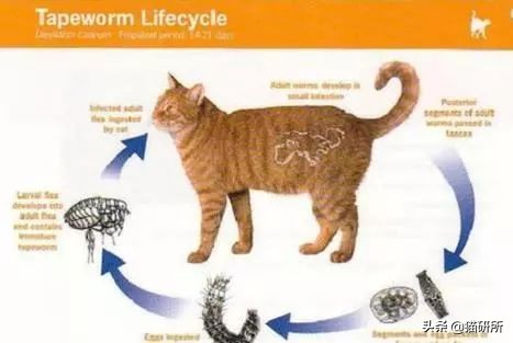 怀疑猫咪有寄生虫，铲屎官如何排查？