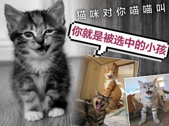 喵，读懂喵咪的语言——声音篇