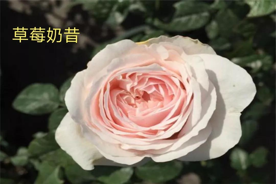 白荔枝玫瑰花语是什么（常见切花月季一览）