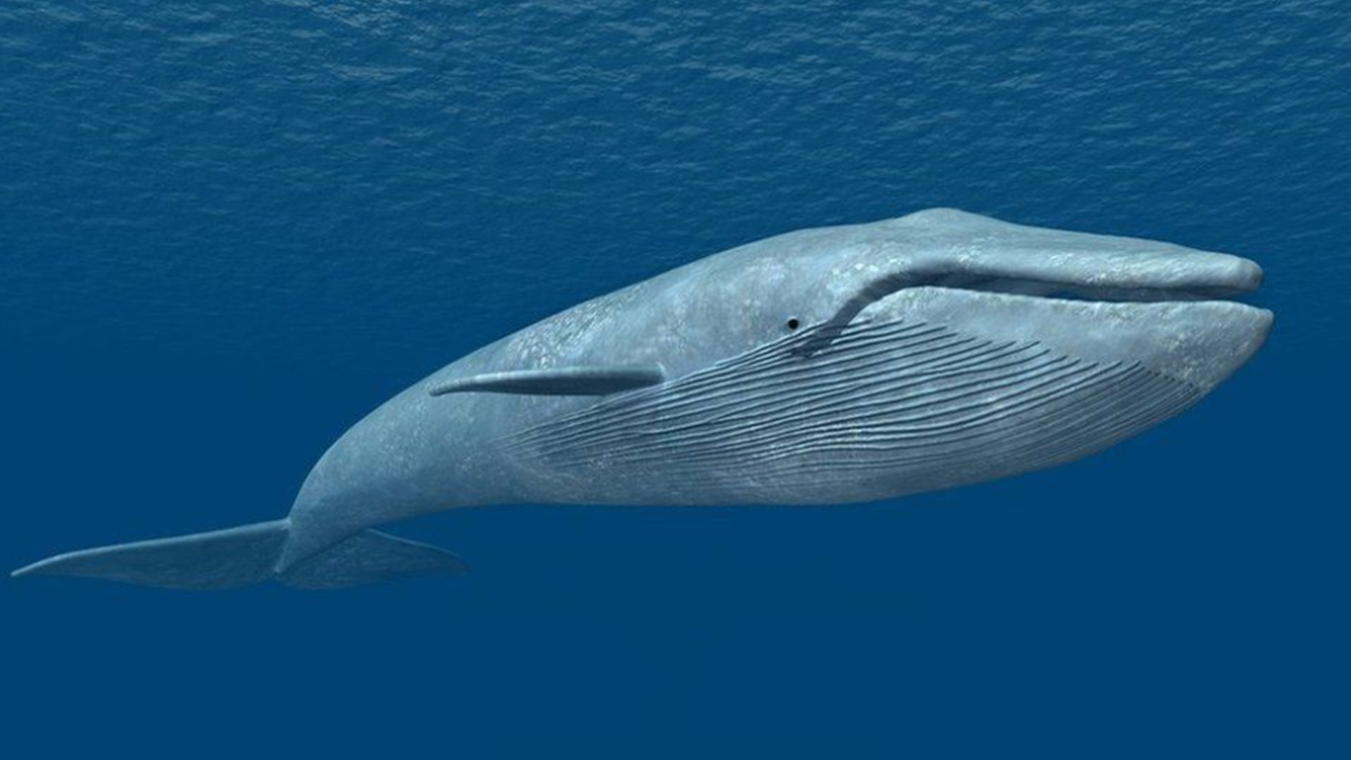 盘点地球上最大的10种鲸鱼，座头鲸仅排第7，蓝鲸一天要吃4吨