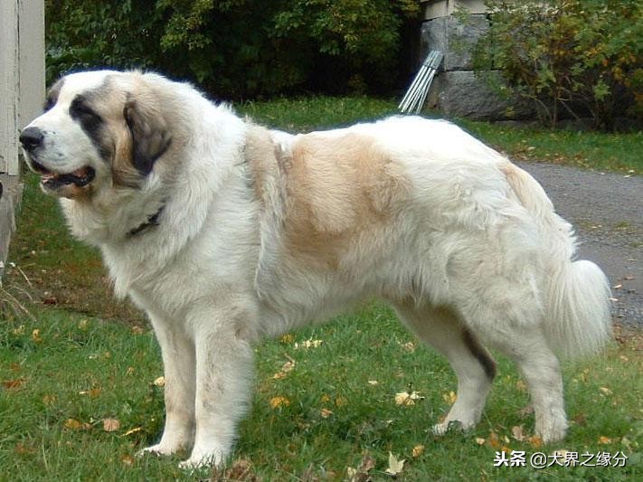 中国昆仑山脉犬,中国昆仑山脉犬价格