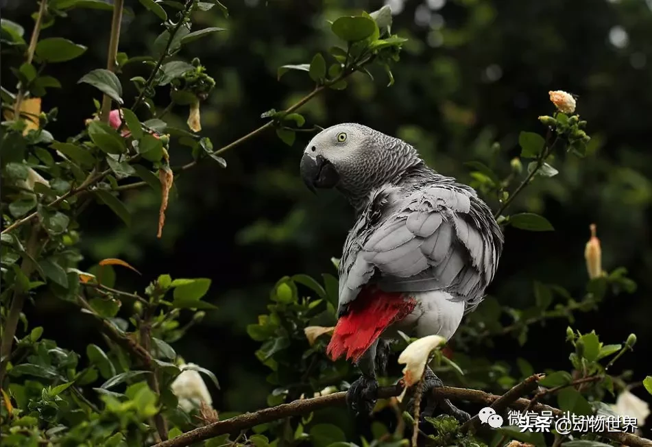 鹦鹉智商排名（最聪明的鸟类之一非洲灰鹦鹉）