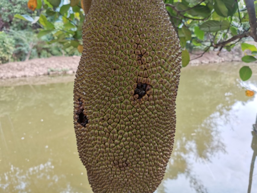 菠萝蜜褐斑病怎么防治菠萝蜜的常见病害及防治