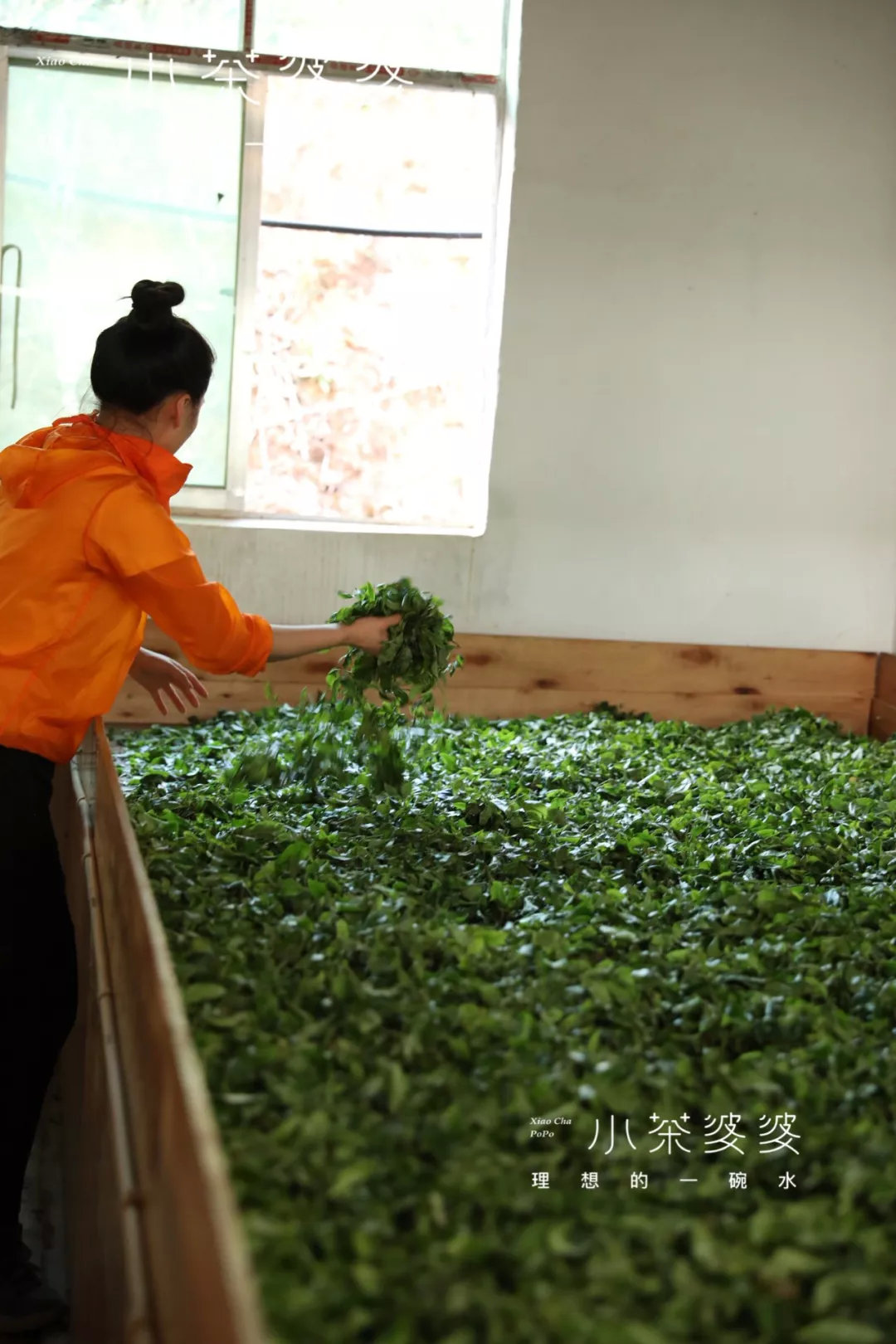 寻香景迈 | 景迈山是云南最美的茶山，云海养心，姑娘养眼