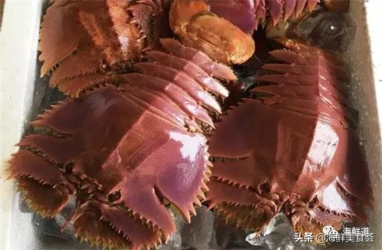 市场常见的102种海鲜，肉质鲜美，营养丰富，你们吃过几种？