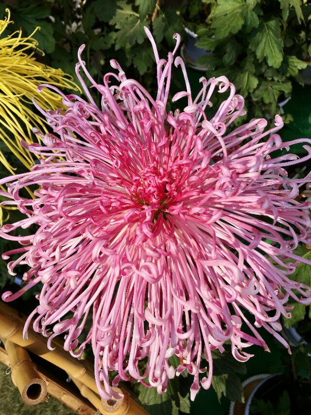 元稹：不是花中偏爱菊，此花开尽更无花