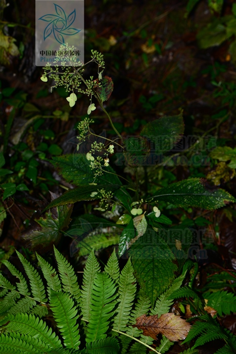 红根草,见过吗?用于急性扁桃体炎,肺炎,肠炎腹泻