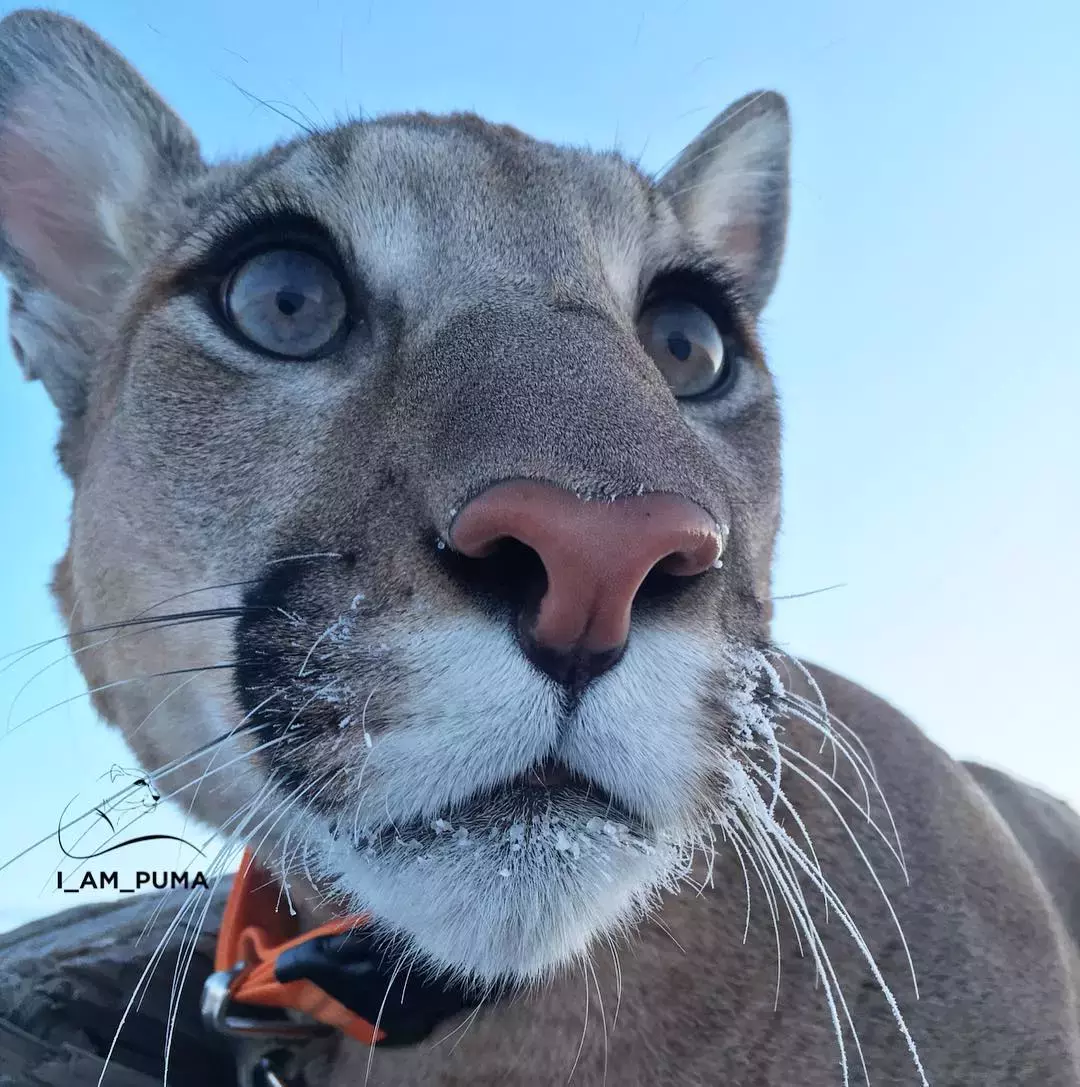 最好看的猫咪吓人图片