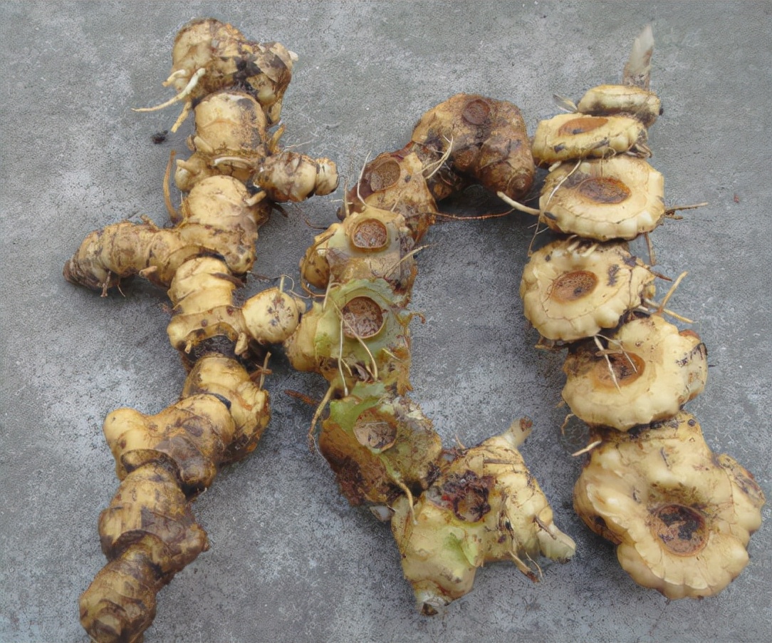 俗称"老虎姜",曾被挖来喂猪,今日才知是"仙人余粮",望珍惜