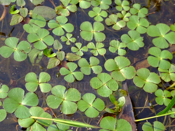 能利水消肿,清热解毒,除烦安神