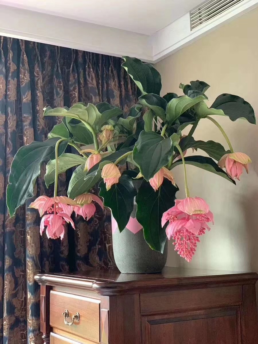 不需要阳光的植物(38种超级耐阴的花养在阳台超有范儿)