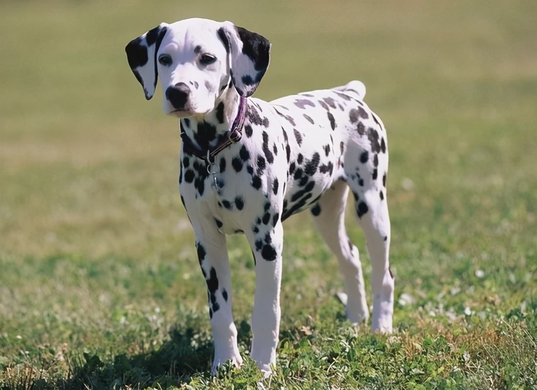 博洛尼亚犬图片大全（世界上最美丽的15种狗）