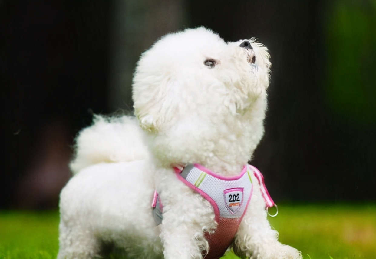 比熊犬怎么训（比熊犬训练的6个基本动作你知道多少）