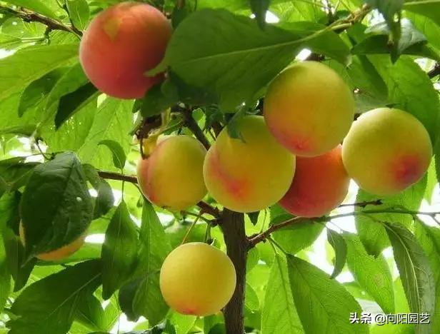 门前种什么树风水最好（家门口栽这5种树镇宅又旺财）