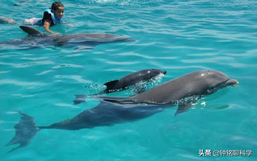 女子在海中裸泳遇险12小时，在海豚帮助下获救，海豚为啥会救人？